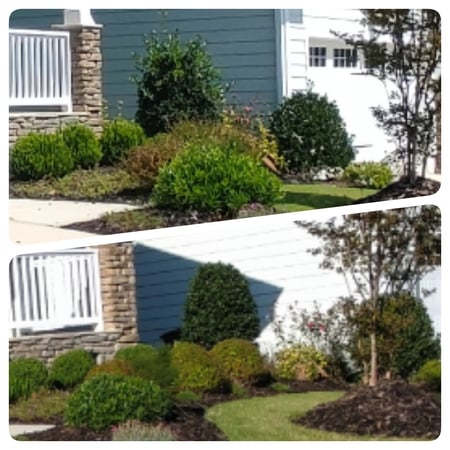 wake forest bush trimming wake forest bush trimming