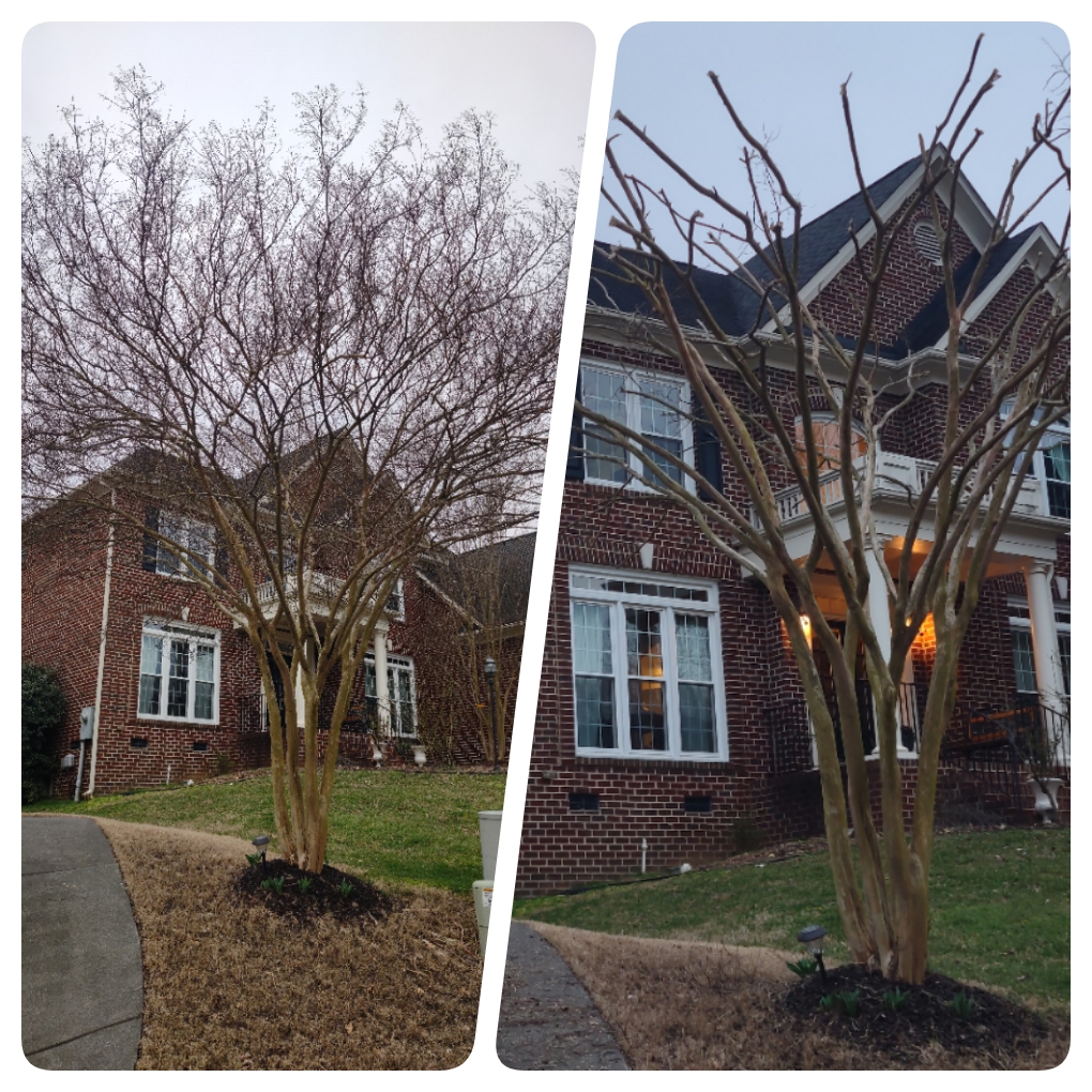 wake forest crape myrtle pruning