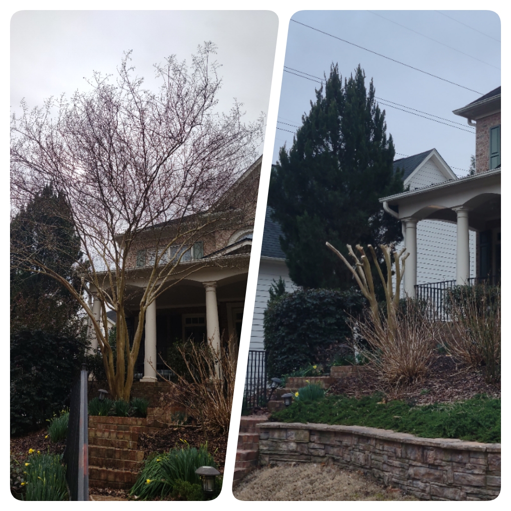 wake forest crape myrtle care