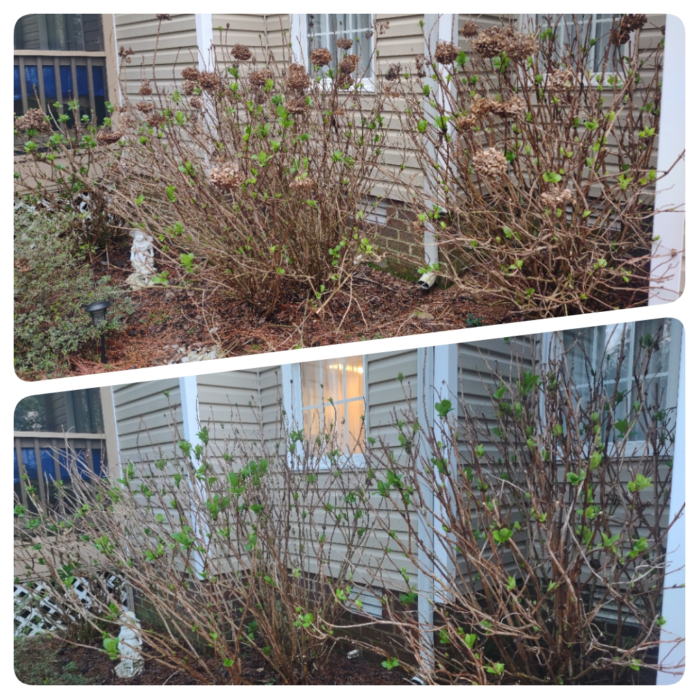 hydrangea plant pruning