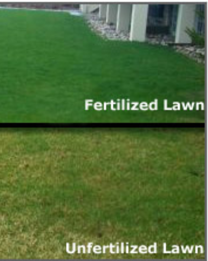 Fertilizing is important for a healthy lawn